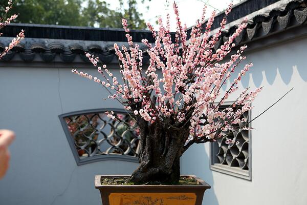 梅花盆景的養殖方法，1~2年就需要更換一次土壤