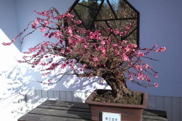 梅花盆景枝幹了怎麼辦，補充水分並做好遮陰措施