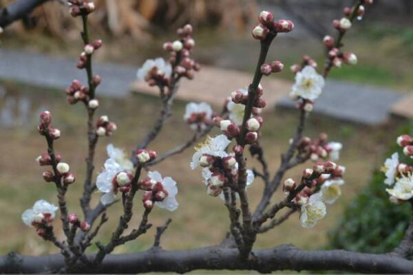 梅花盆景枝幹了怎麼辦，補充水分並做好遮陰措施