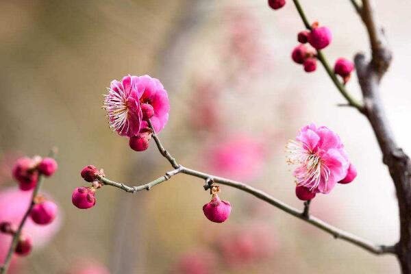 梅花為什麼開的花小，可能是因為光照、養分不足導致