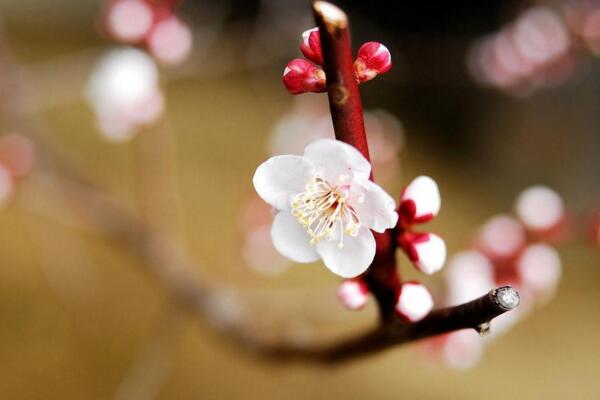 梅花為什麼開的花小，可能是因為光照、養分不足導致