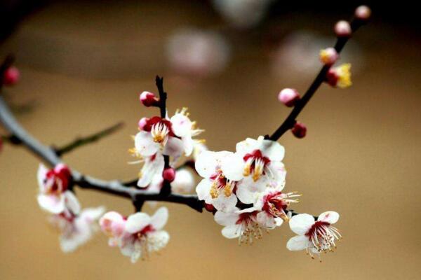 梅花的花期多長時間，可以維持一個月左右