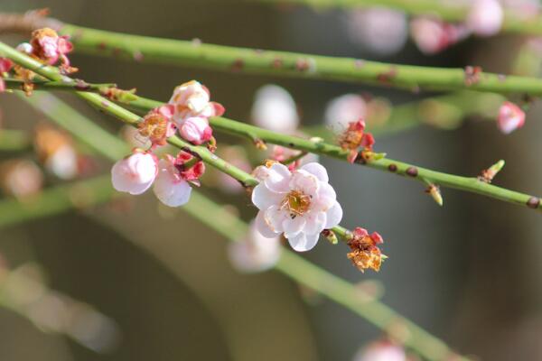 梅花秋天怎麼養，保證光照、養分充足