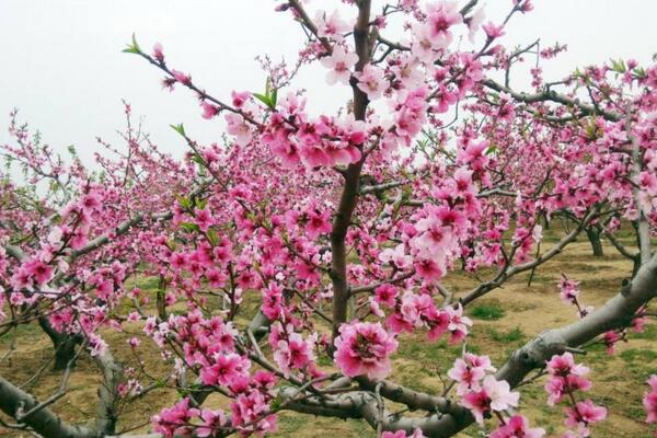 盆栽桃花的養殖方法，保證土壤、環境適宜