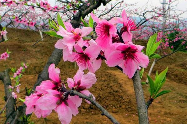 盆栽桃花的養殖方法，保證土壤、環境適宜