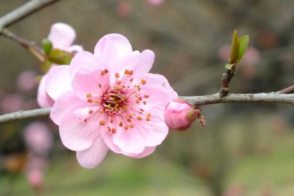 梅花如何過冬