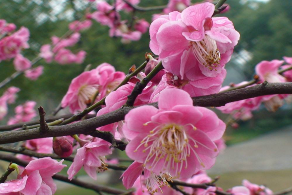 梅花如何過冬