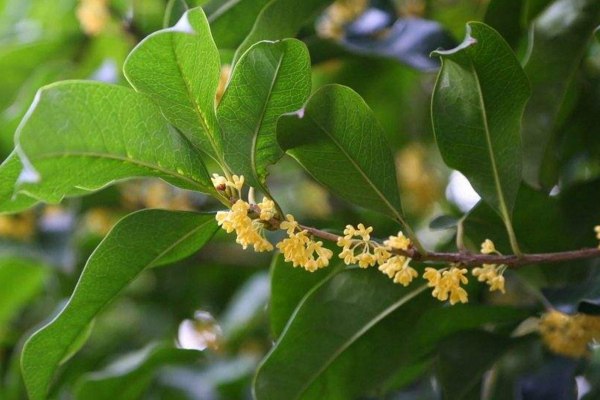 桂花樹怎麼養才長得好