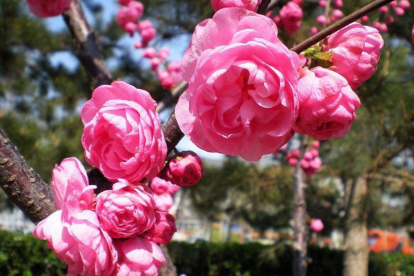 家裏可以養桃花嗎