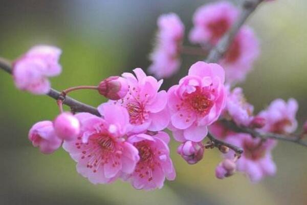 梅花冬天怎麼養，做好以下5點可保梅花順利越冬