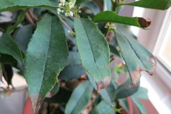 桂花樹葉尖幹枯怎麼辦，及時修剪並加強養護