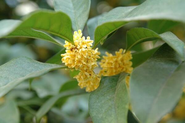 金桂花的養殖方法，掌握以下要點非常重要