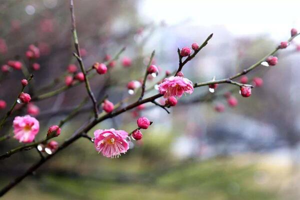 怎麼促進梅花開花，可以通過5步進行促花