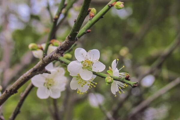 怎麼促進梅花開花，可以通過5步進行促花