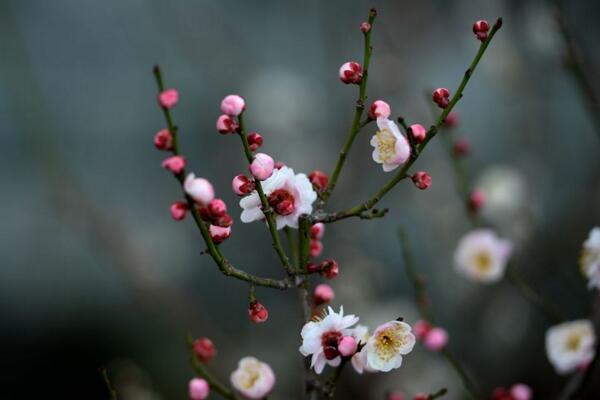 梅花不開花怎麼辦，分析原因並及時處理