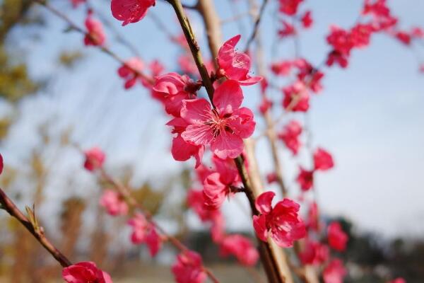 桃花冬天怎麼養，北方地區需搬入室內養護