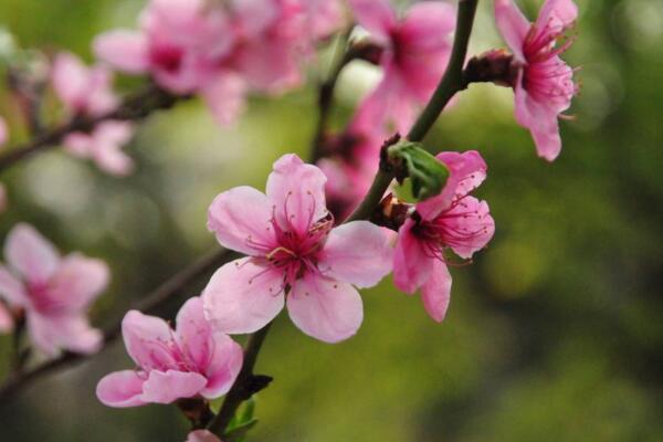 桃花冬天怎麼養，北方地區需搬入室內養護