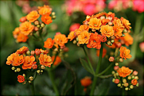 長壽花不開花怎麼辦，可補充光照每年打頂兩次