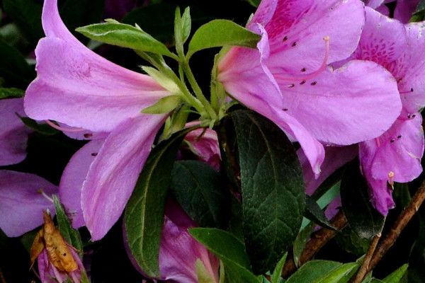 杜鵑花葉子幹枯怎麼辦，及時補充水分提供光照