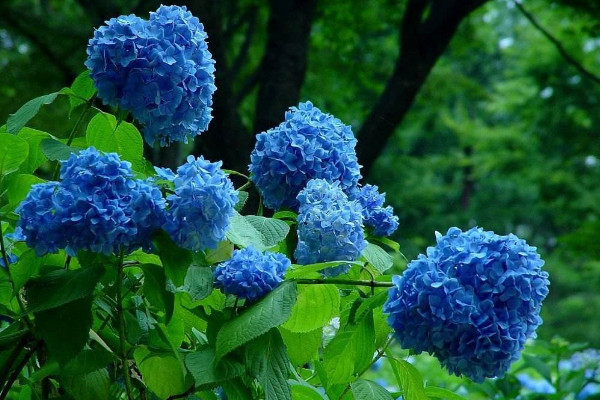 繡球花怎麼在花瓶裏養，確保通風性和陽光適宜