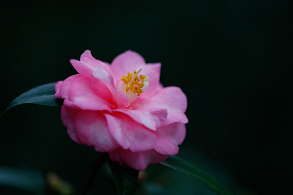 茶花扡插生根最快方法，宜在春季進行扡插