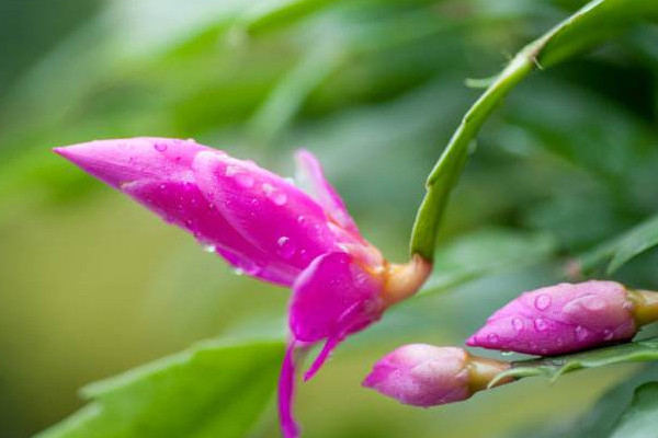 蟹爪蘭怎樣催花，花前控製澆水及時補充養分