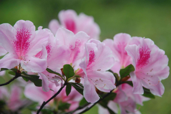 杜鵑花開花後怎麼修剪，剪掉殘花和爛枝