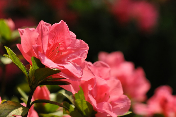 杜鵑花開花後怎麼修剪，剪掉殘花和爛枝