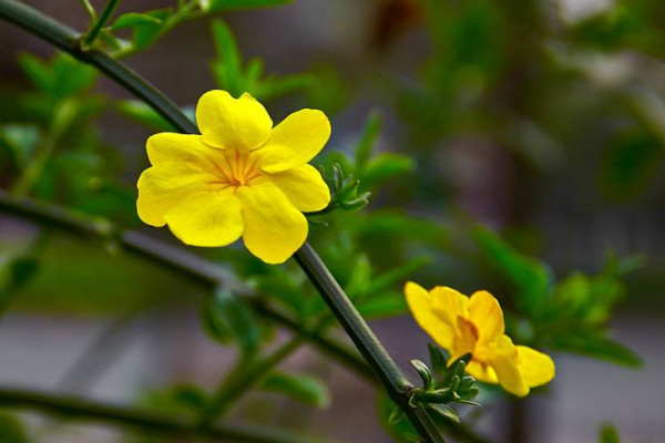 迎春花根怎樣變粗，挑選半木質化枝條扡插栽植