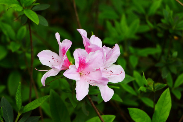 杜鵑花掉葉子怎麼撲救，停止澆水更換微酸性土