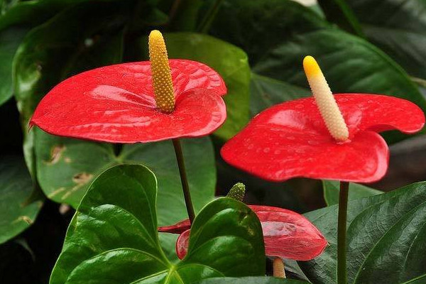 紅掌花怎麼養，半月施肥一次保證充足光照