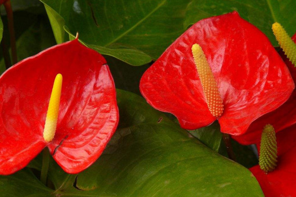 紅掌花怎麼養，半月施肥一次保證充足光照