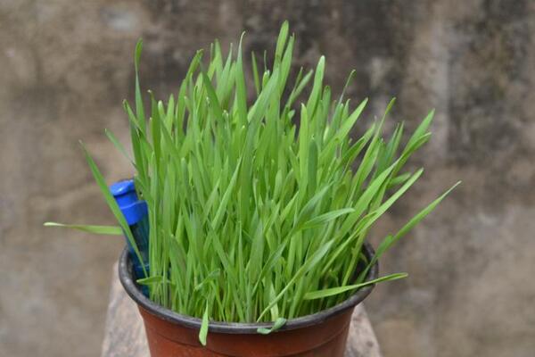 黑麥草種植方法，5步即可完成黑麥草的種植