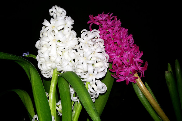 風信子花敗後怎麼處理，保存種球來年煥活開花