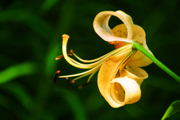 如何讓百合分叉多開花，三種養殖手段讓花多開