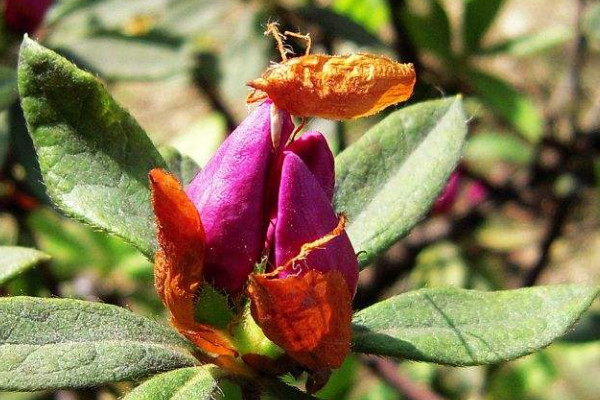 杜鵑花花苞幹了怎麼辦，追施磷肥/增加通風