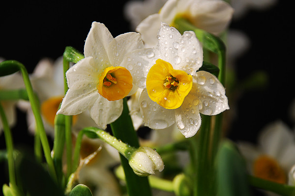 水仙花什麼時候開花，春季1~3月份綻放