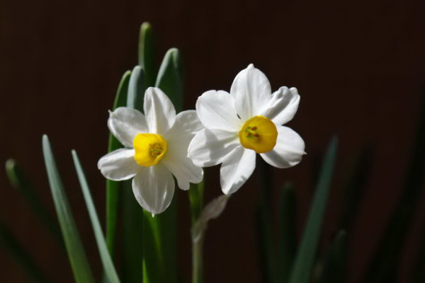 水仙花什麼時候開花，春季1~3月份綻放