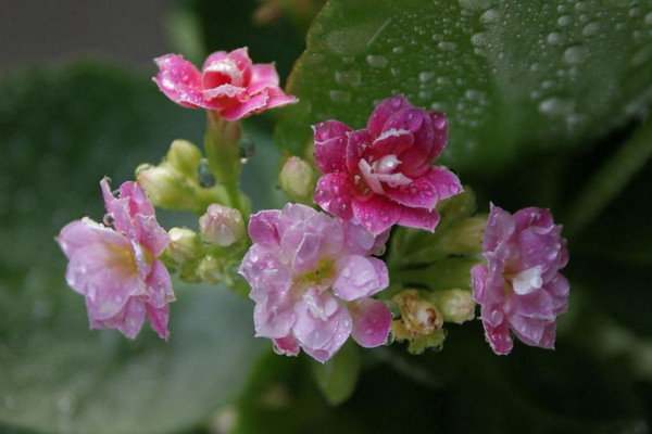 長壽花怎麼不開花，光照不足澆水不當