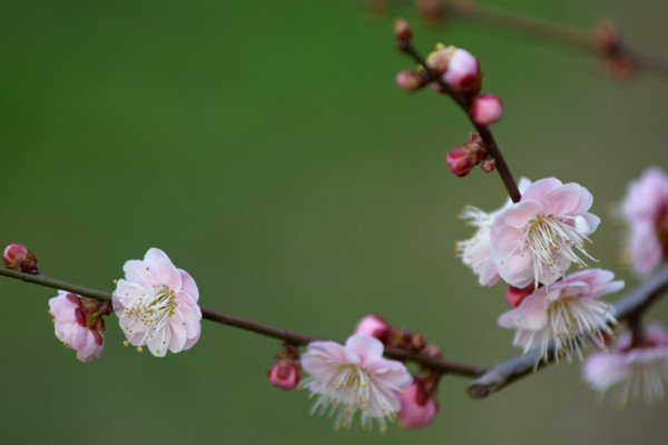 梅花和桃花的區別，花期/花色/花瓣/葉子不同