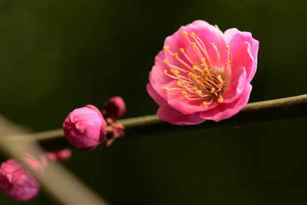 梅花和桃花的區別，花期/花色/花瓣/葉子不同