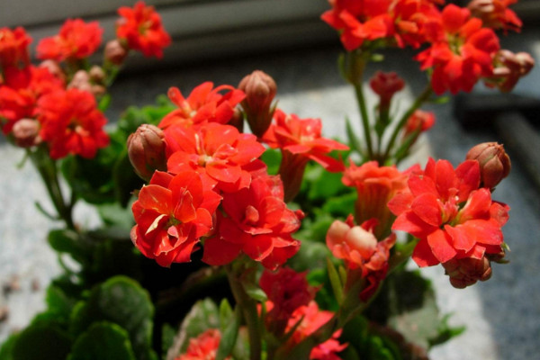 長壽花怎麼養才開花，及時補充光照做好修剪