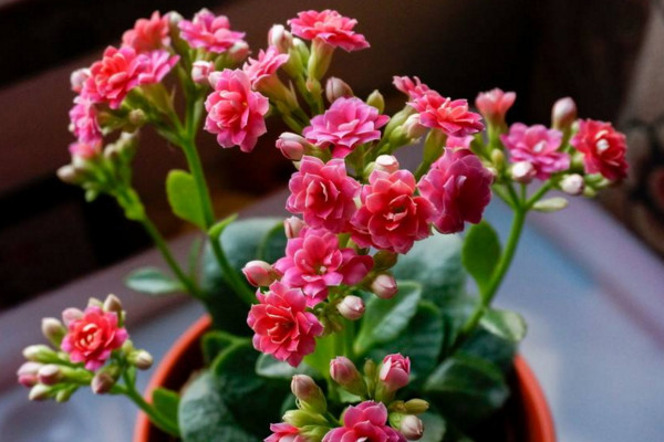 長壽花怎麼養才開花，及時補充光照做好修剪