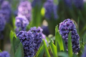 風信子一年開幾次花，開一次花在每年2~3月之間