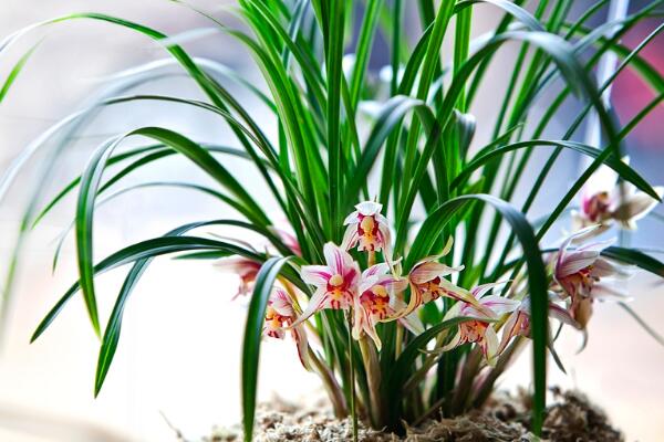 蘭花怎麼過冬，蘭花安全越冬4大要點