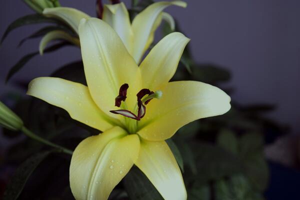 盆栽百合花怎麼養，總結百合花養殖5大要點