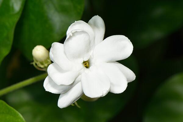 水晶茉莉葉子發黃怎麼辦，分析原因及時處理