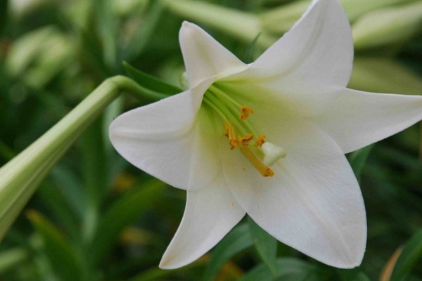 百合花放在臥室好嗎，不好/花香過濃容易導致過敏