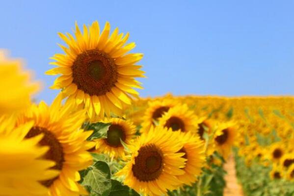 太陽花冬天怎麼養，太陽花冬季養殖4大要點