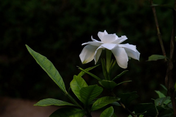 小葉梔子花葉子發黃怎麼辦，適當遮陰並控製水分